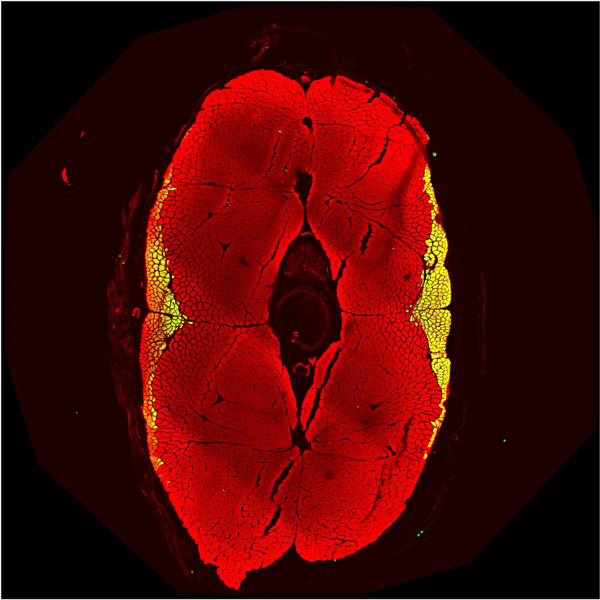 Spinning disk confocal microscopy image of a zebrafish muscle using DSHB antibody S58. Image Credit: Francesca Amati - Amati Lab, University of Lausanne, Switzerland